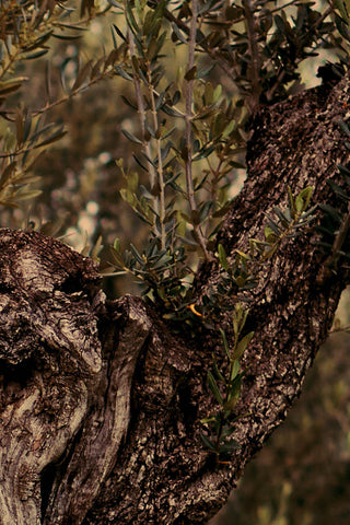 Écorce noueuse d’un olivier et jeunes pousses, symbole vivant des matières premières naturelles d’Altesse.